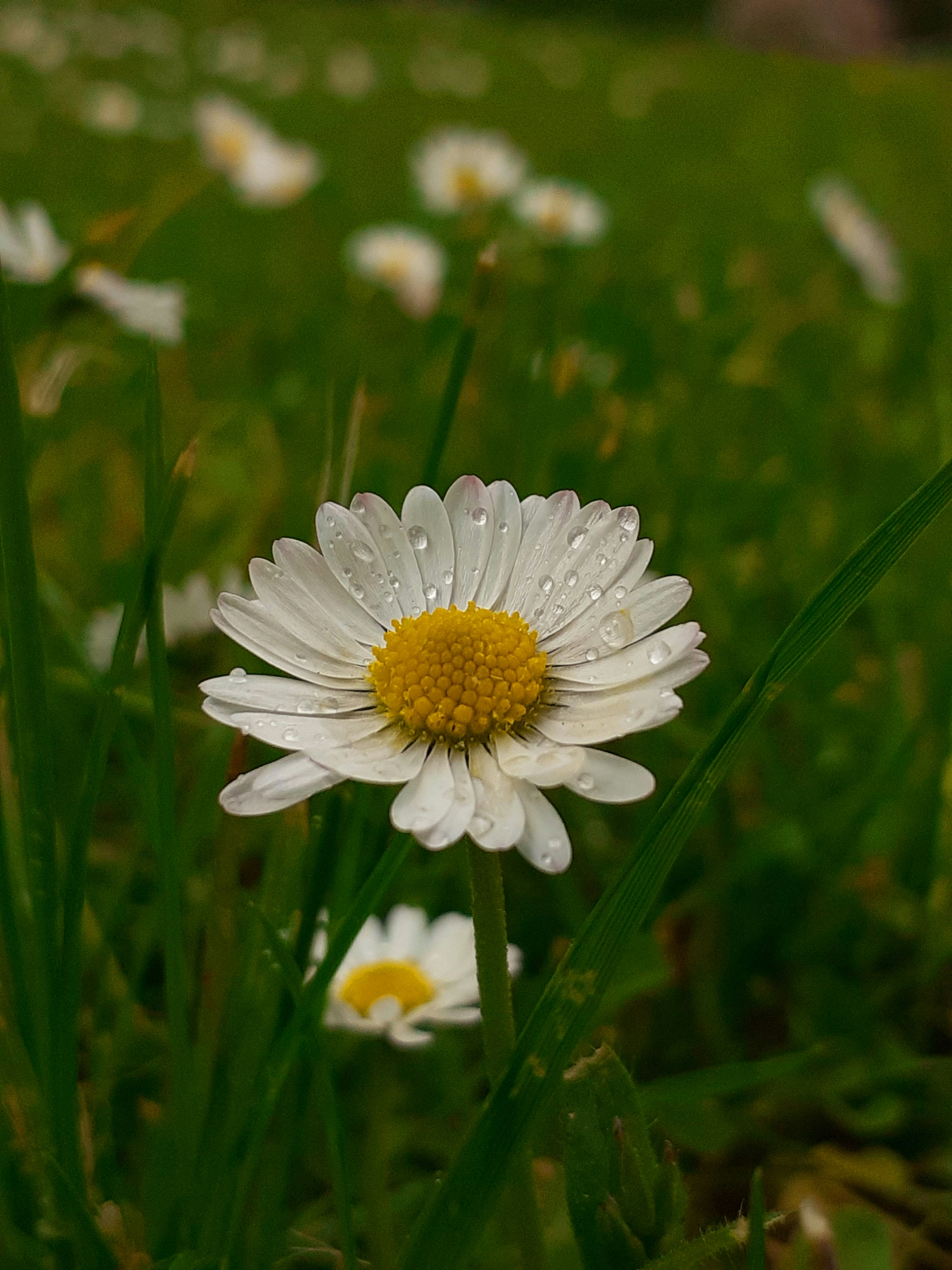 White daisy with yellow centre in green grass