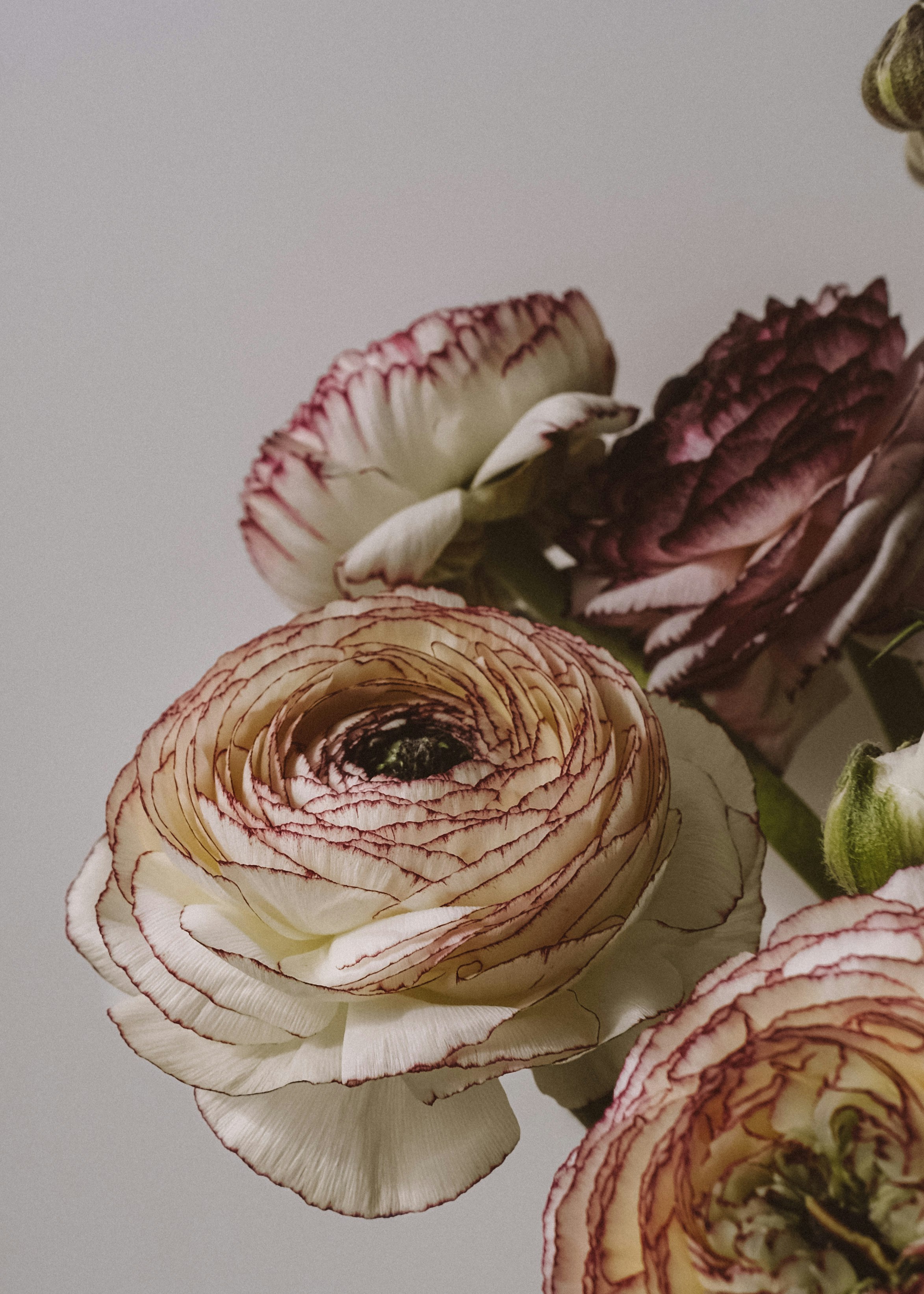 Ranunculus bloom in soft natural light