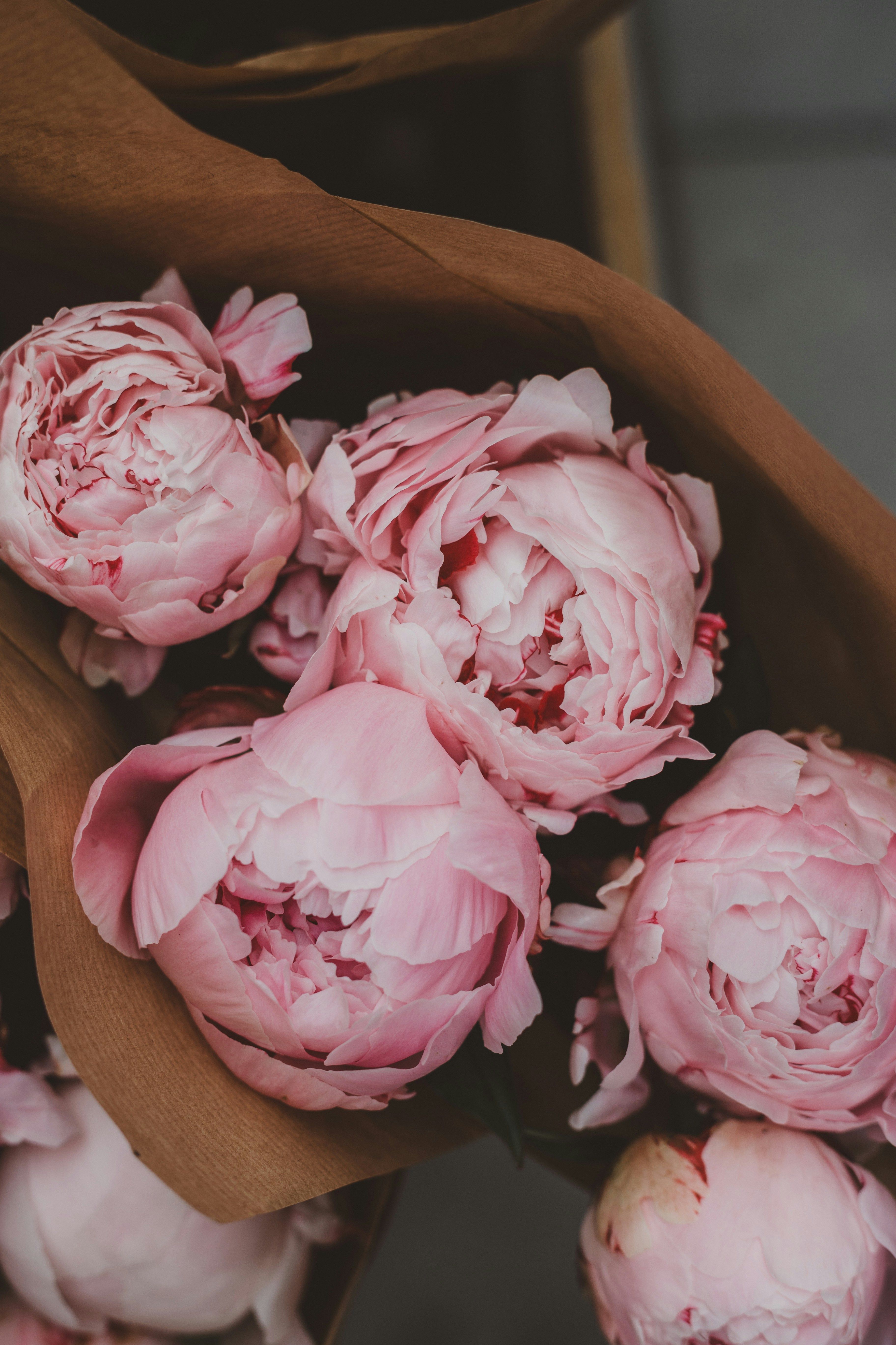 Soft blush peony petals in natural light